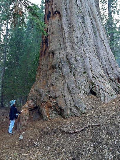 sequoias ต้นไม้ ยักษ์
