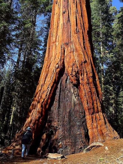 Sequoia's, bomen, reuzen, gebrand, schors