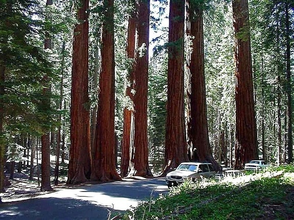 ağaç, sequoia, park