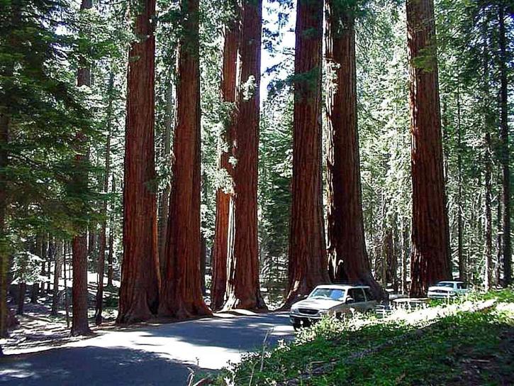 arbre, séquoia, parc