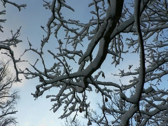 snowy, tree, branch