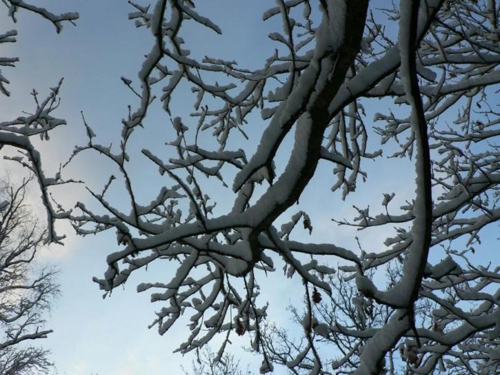 snöig, träd, gren