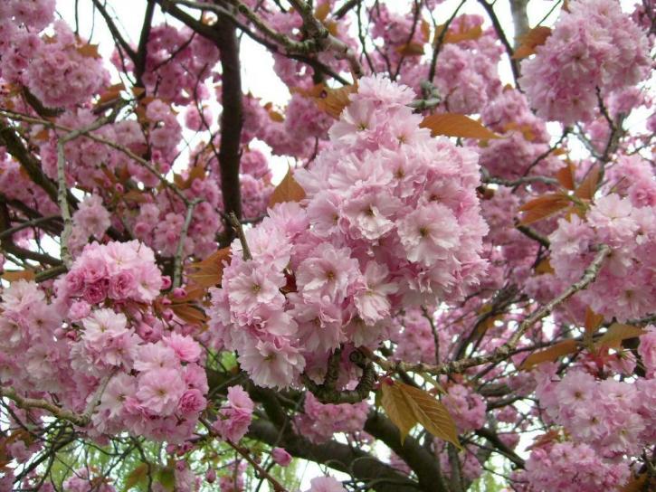 Весна, дерево, цветок