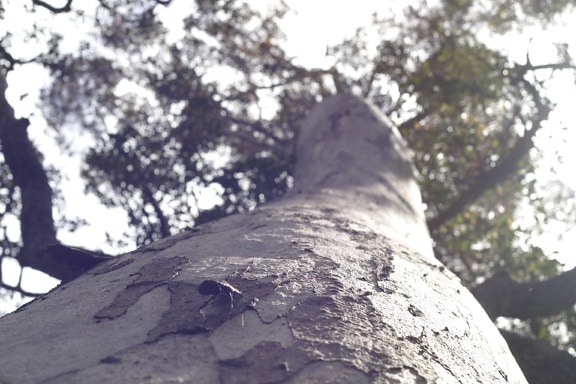 alto, gomma, albero, insetto, Porongurup