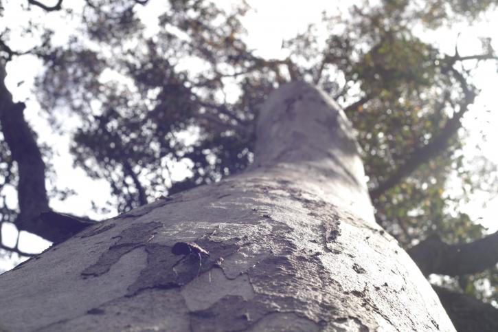 tall, gum, tree, insect, porongurup