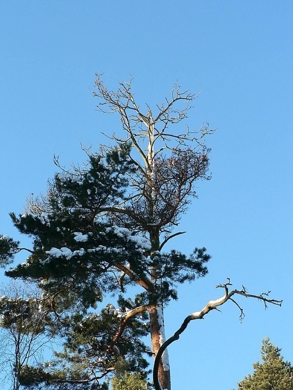 top, dying, tree