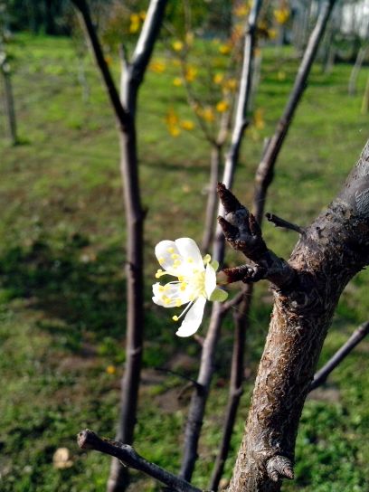 tree, blooming, spring, flora