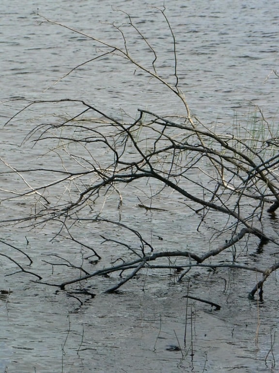 tree, branches, water