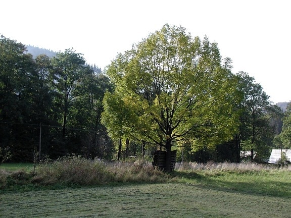 træ, national park