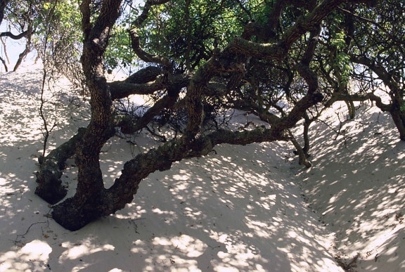 tree, sand, dune