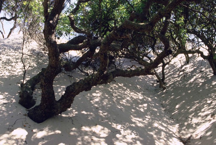 дерево, песок, Дюна