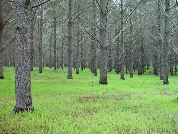 strom, plantation