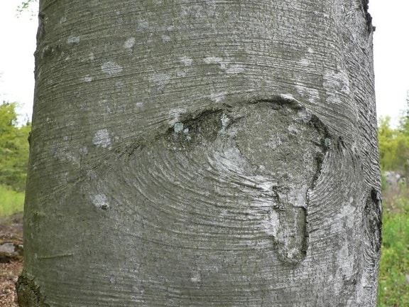 árvore, tronco