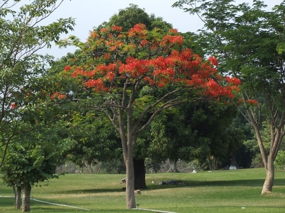 flores da árvore, laranja