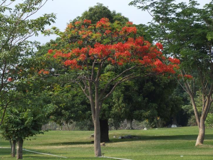 strom, oranžové květy