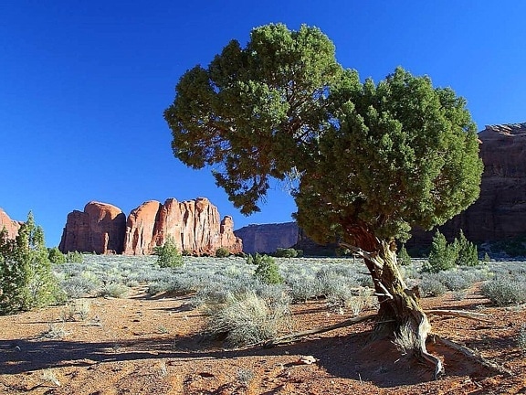 trees, monument, valley, mesas, buttes