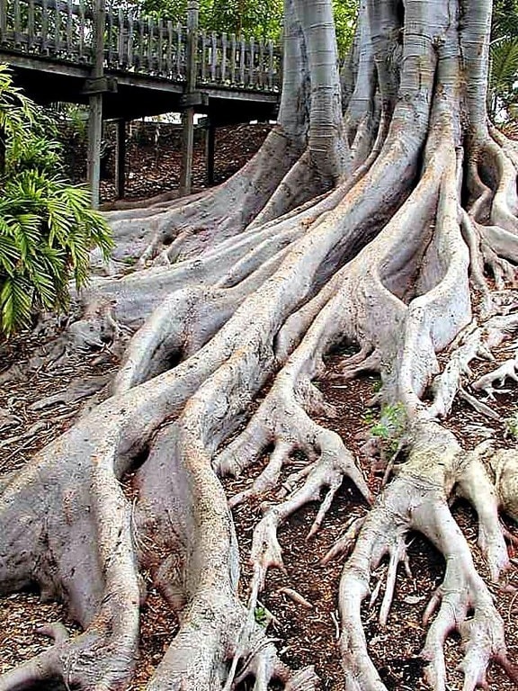 árboles, raíces