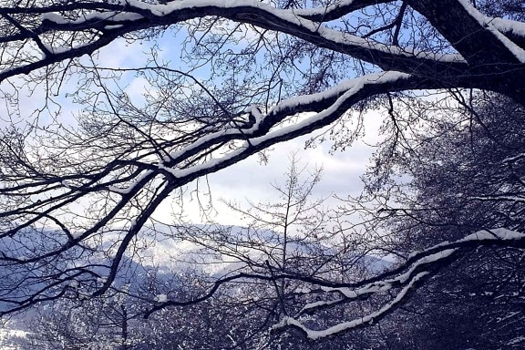 træer, sne