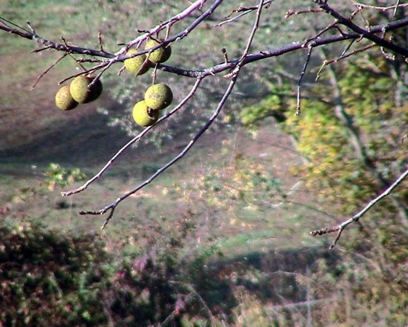 Vlašské ořechy, na podzim, strom