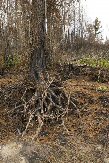 incendios forestales, daños, árbol, raíces