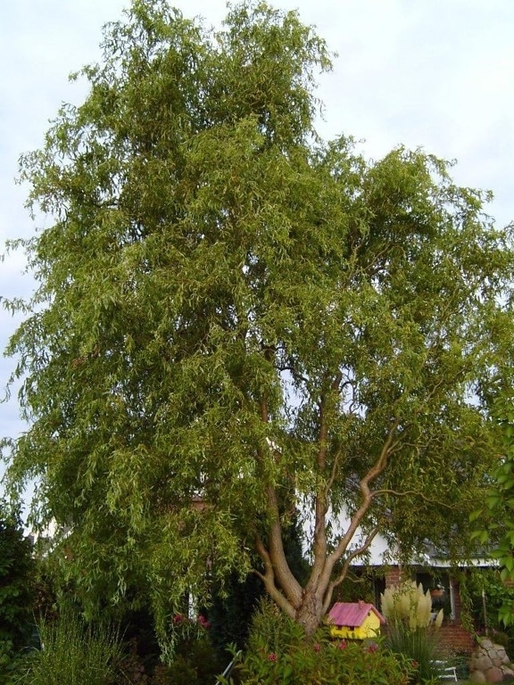 willow, tree