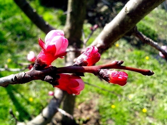 young, pink, apple, buds