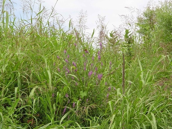 dos, invasiva, plantas, púrpura, salicaria, lythrum, salicaria, johnson, hierba, sorgo, helepense