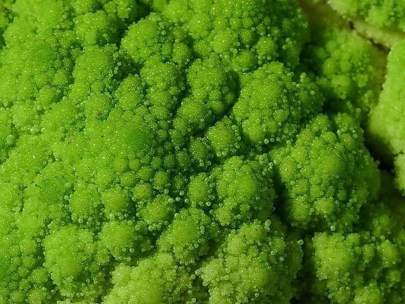 broccoli, vegetable