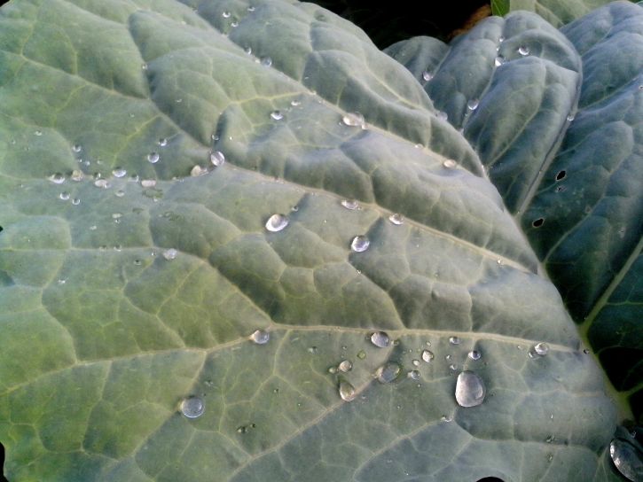 cabbage, leaf, organic