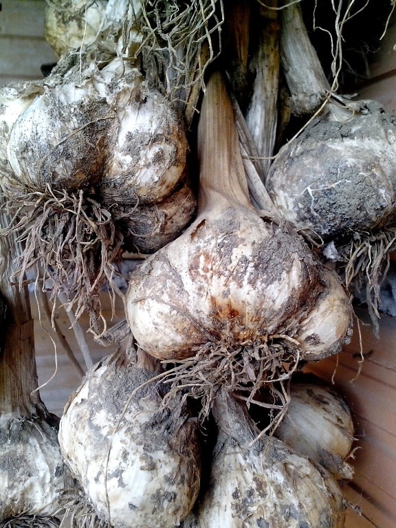 garlic, garland