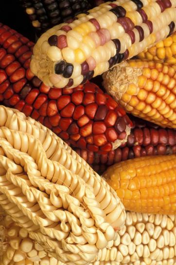 genetically, modified, corn