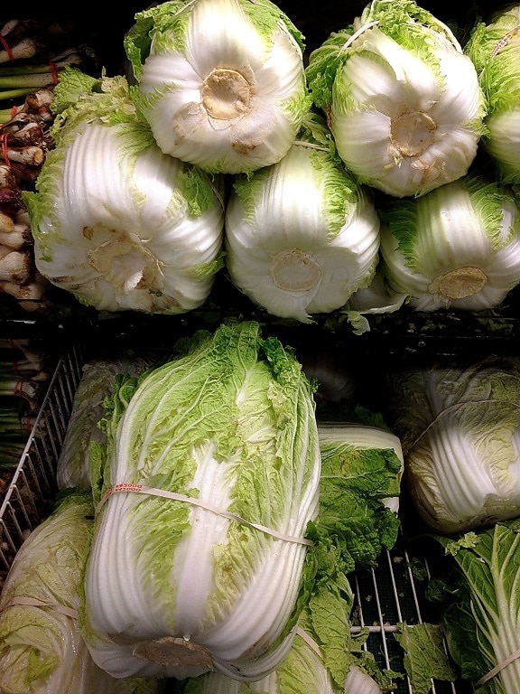 napa, cabbage, brassica rapa, subsp pekinensis