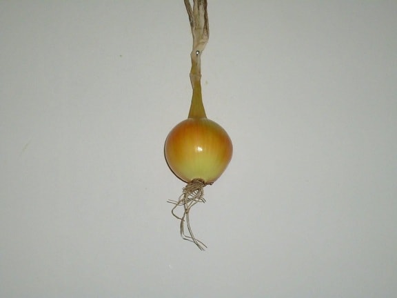 onion, vegetable