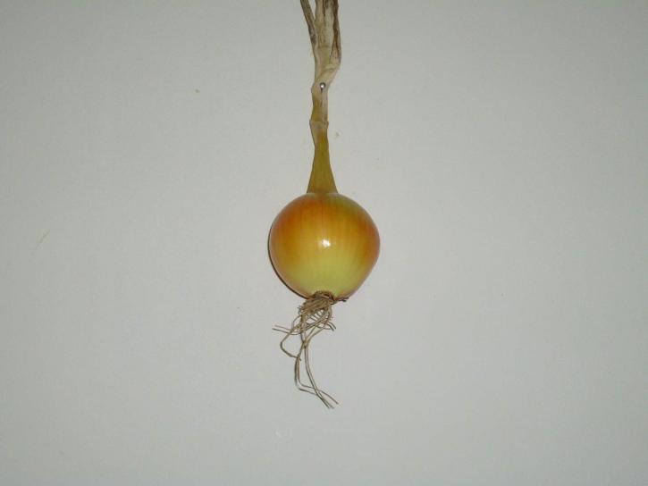 onion, vegetable