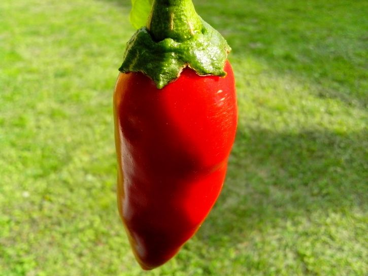 red, pepper, green grass, background