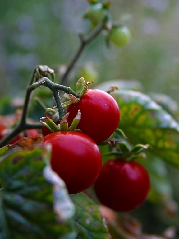 cherry, tomatoes