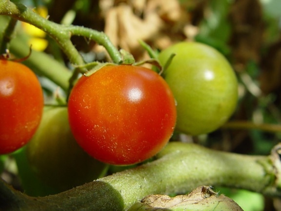 cerise, tomates, plante