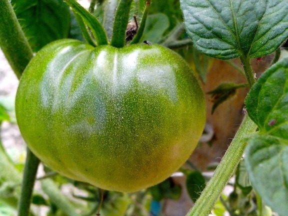 green, tomato, stem