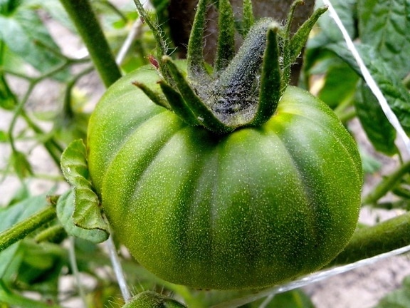 Grün Tomaten, Gemüse, Bio-Lebensmittel
