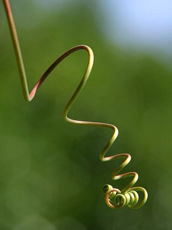 藤蔓, 植物