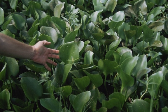 vatten, hyacint, blad, eichhornia crassipes
