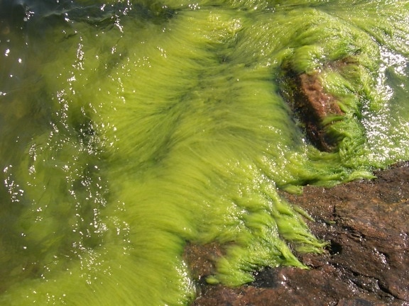 水、海藻、岩