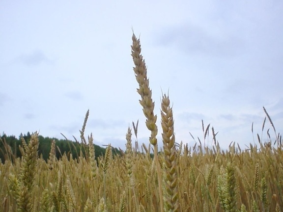 wheat, plant