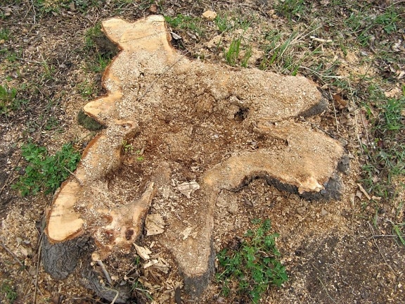wooden, stump
