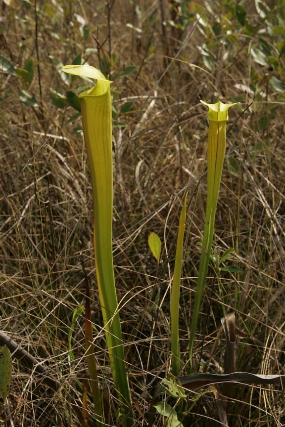 yellow, trumpet, pitcher, plants