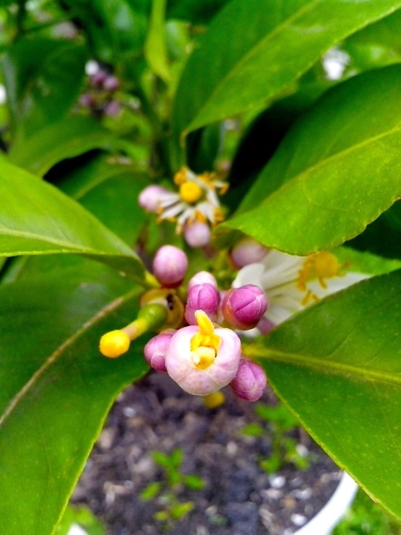 young, lemon, pollinated, flower