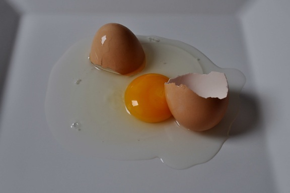 chicken, egg, yolk