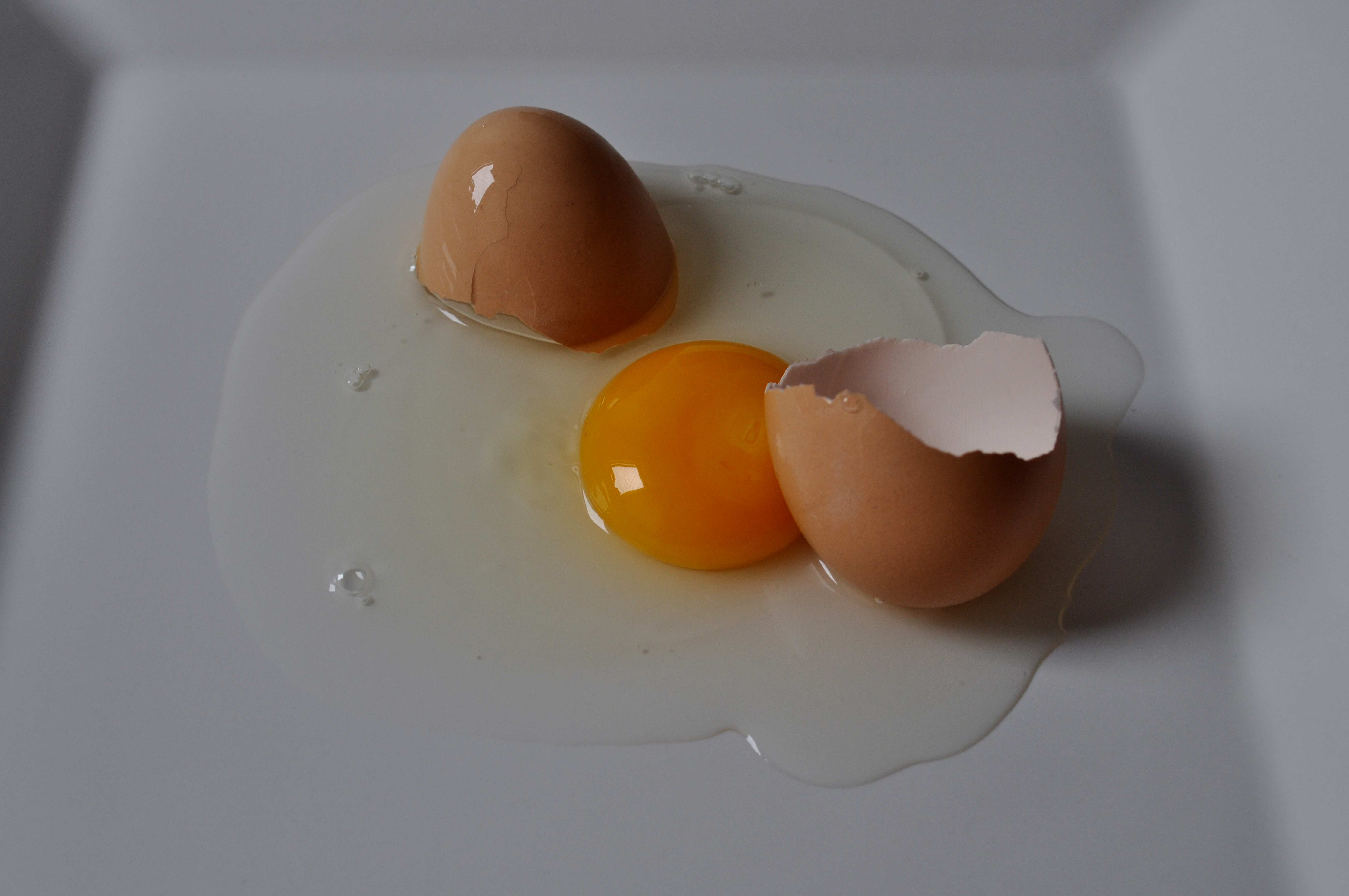 Free picture: chicken, egg, yolk.
