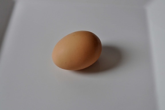 up-close, chicken, egg