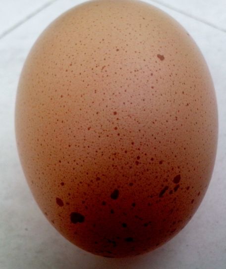 yumurta, yerli tavuk